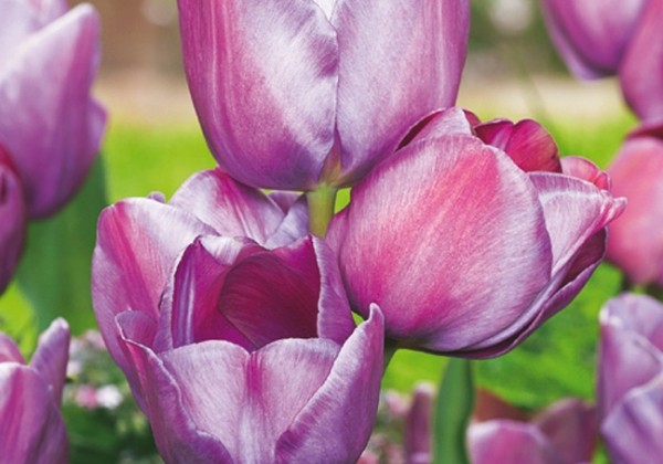 Tulipa, daudzziedu Blue Heaven 11/12