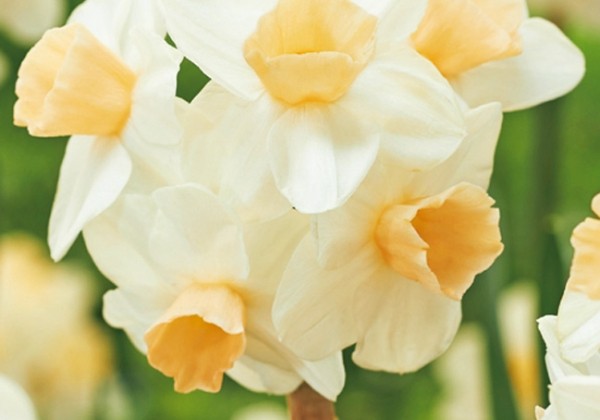 Narcissus, daudzziedu Kapiti Peach 12/14