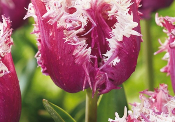 Tulipa, bārkstaina Crunchy Cummins 11/12