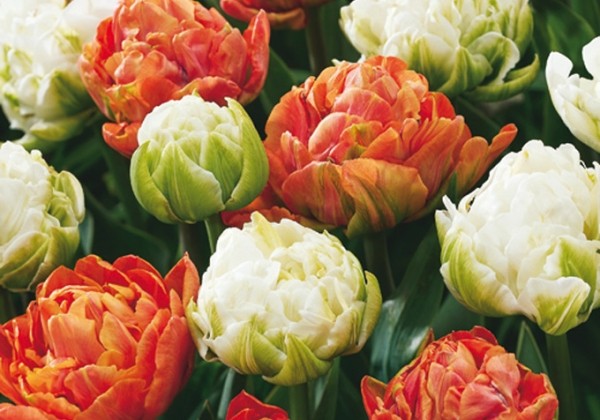 Tulipa Candle Light 11/12