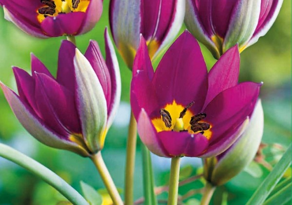 Tulipa pulchella Persian Pearl 6/+