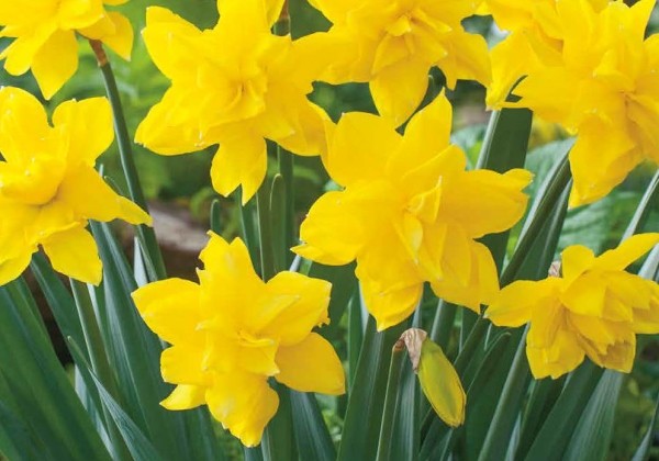 Narcissus, pildītiem z. Golden Ducat 12/14