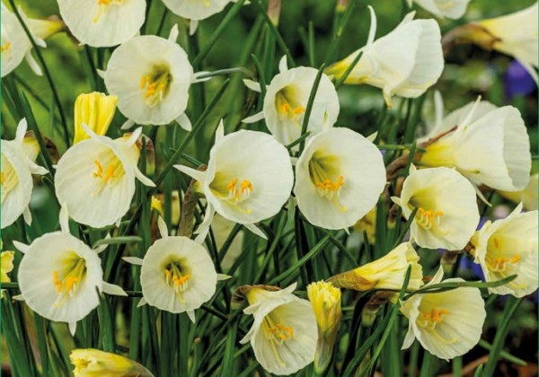 Narcissus White Petticoat 6/8