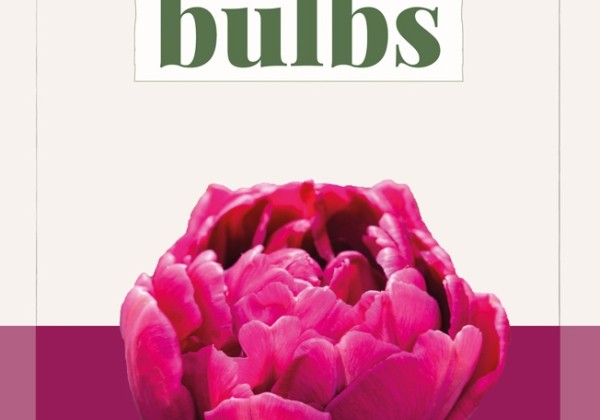 Tulipa, agra, pild. z. Alison Bradley (BIO) 11+