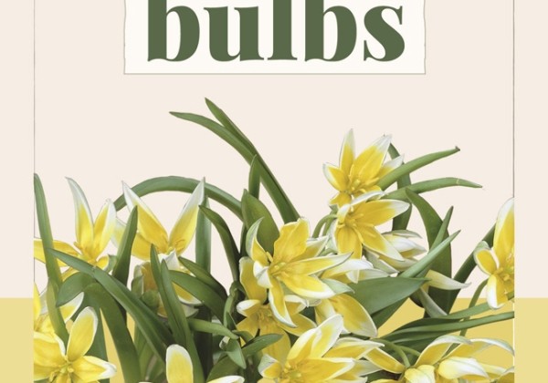 Tulipa Tarda (BIO) 6/7