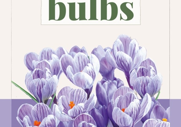 Crocus vernus King of the Striped (BIO) 7/8