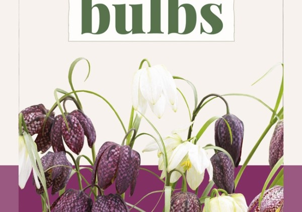 Fritillaria meleagris Mix 6/7