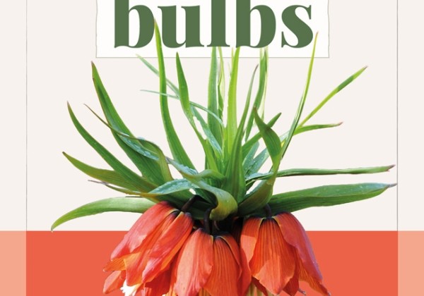 FRITILLARIA IMP Rubra 18/+