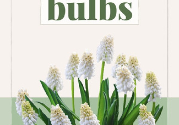 Muscari aucheri White Magic (BIO) 6/7