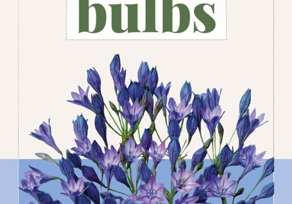 Triteleia Corrina (BIO) 5/6