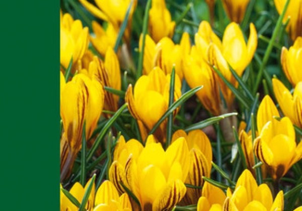 Crocus Yellow 5/+