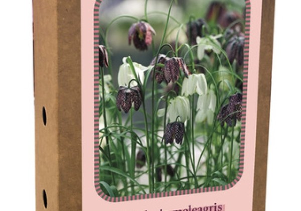 Fritillaria meleagris Mix 6/7