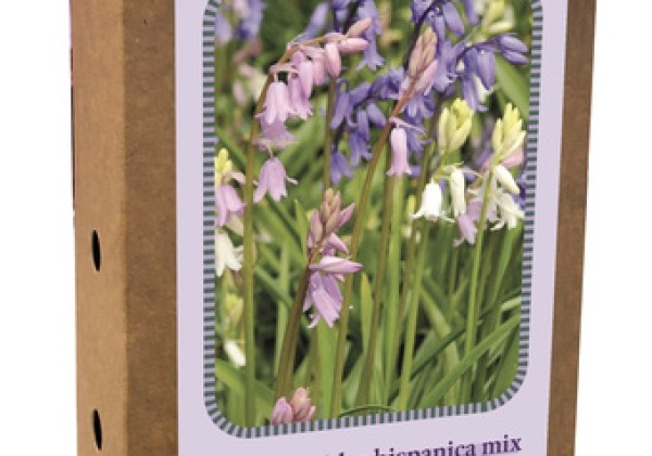 Hyacinthoides hispanica Mix 7/8