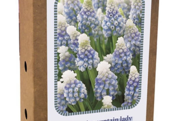 Muscari armeniacum Mountain Lady 7/8