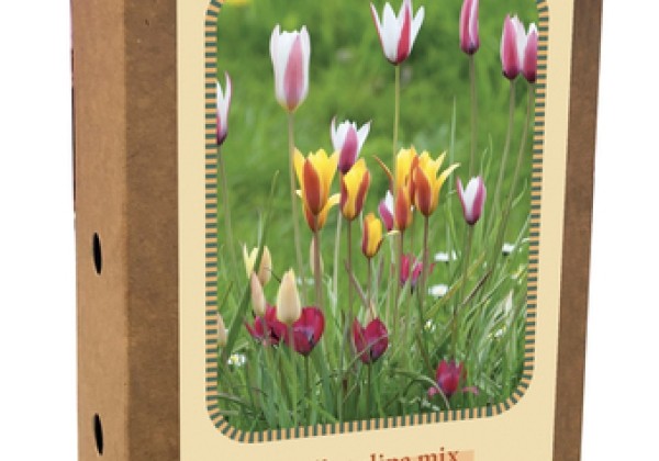 Tulipa Belle Tulipes mix 6/+