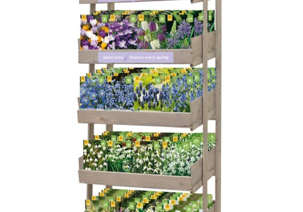 Sīpolpuķu maisījums Stends - Growing Wild (24 x 5)