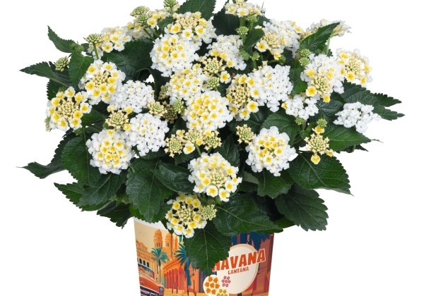Lantana Havana White