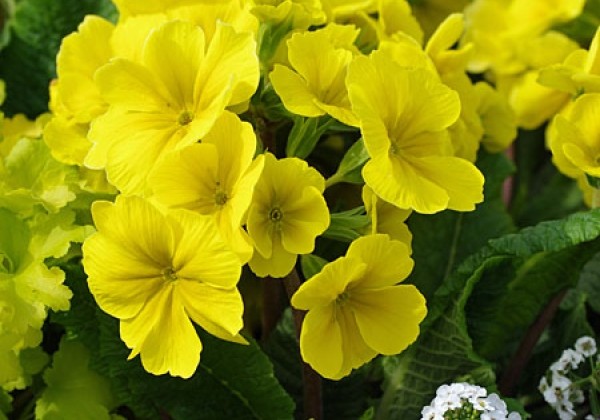 Primula polyantha Primel Spring Bouquet Goldgelb