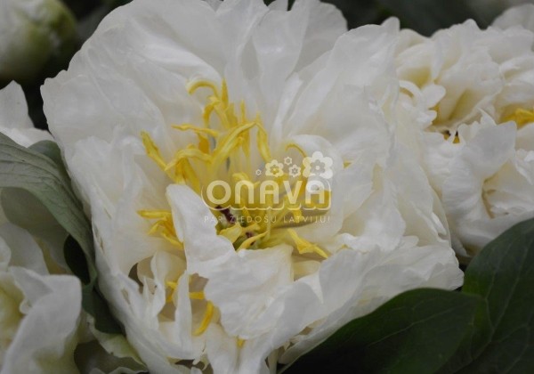 Paeonia hybride Sunny Girl 2/3