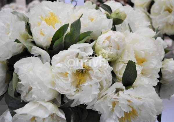Paeonia hybride Sunny Girl 2/3