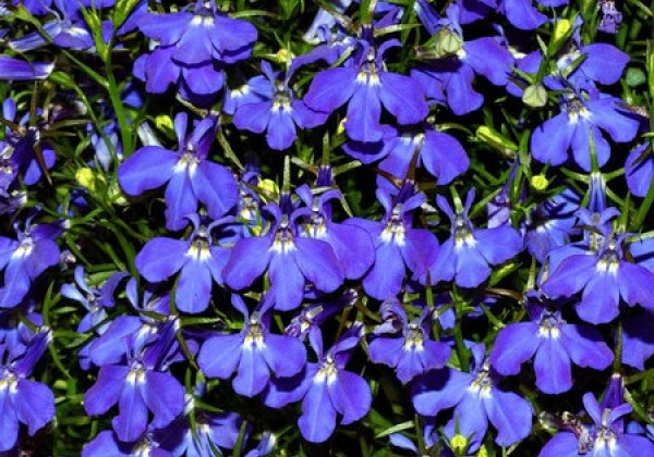Lobelia erinus Saphire Special