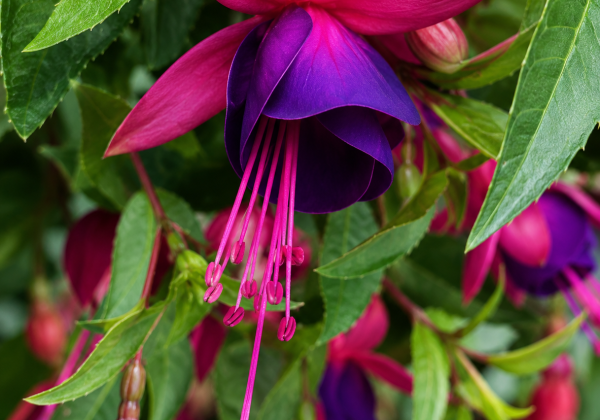 Fuchsia hybrida Summermelody Pink-Purple