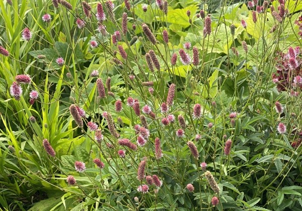 Sanguisorba officinalis Pink Tanna