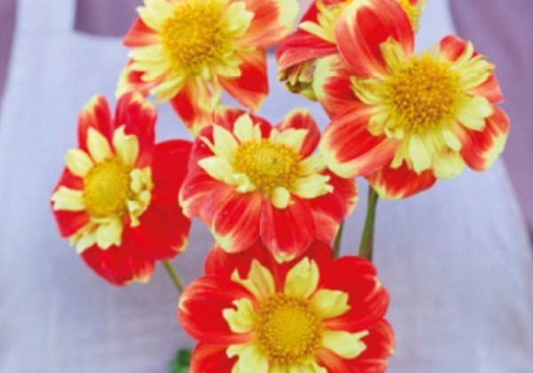 Dahlia hortensis Pooh