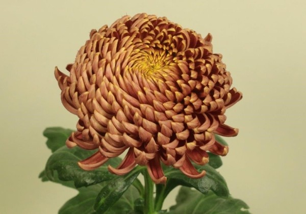 Chrysanthemum, lielziedu Bigoudi Bronze