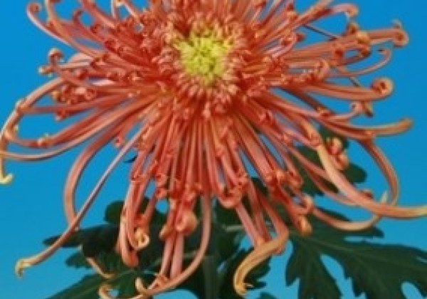 Chrysanthemum, lielziedu Cobra Bronze