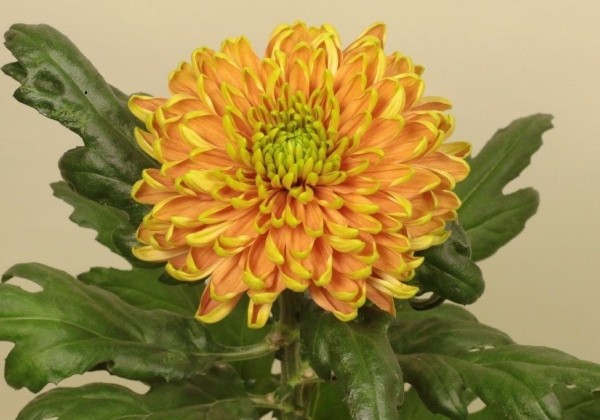 Chrysanthemum, lielziedu Rossano Elizabeth