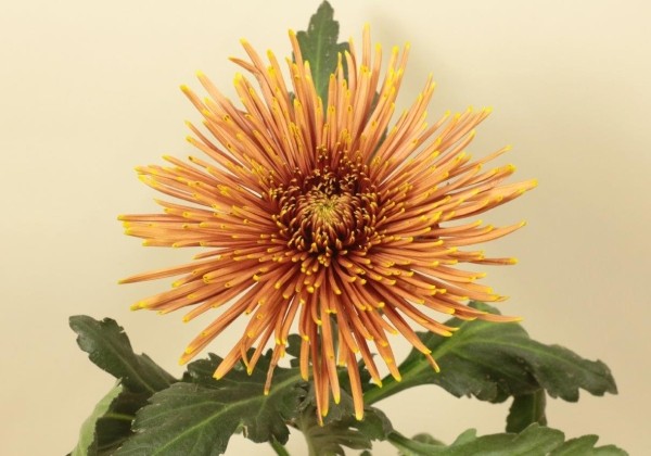 Chrysanthemum, lielziedu Tula Copper