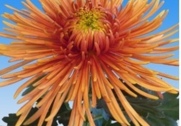 Chrysanthemum, lielziedu Spider Bronze