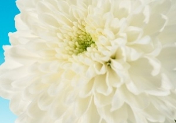 Chrysanthemum, daudzziedu Zembla White