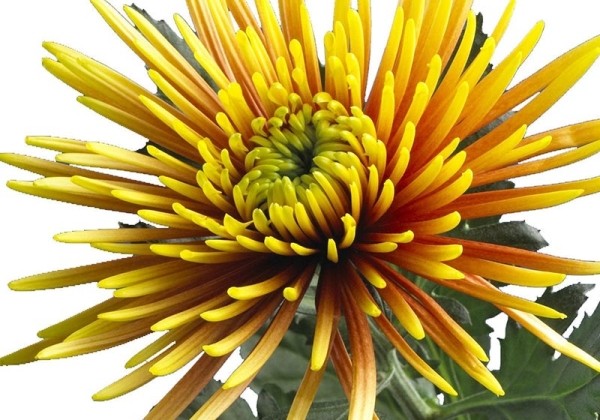 Chrysanthemum, lielziedu Saffina