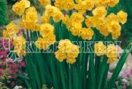Narcissus, daudzziedu Yellow Cheerfulness 12/14