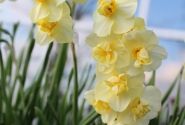 Narcissus, daudzziedu Yellow Cheerfulness 12/14