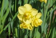 Narcissus, daudzziedu Yellow Cheerfulness 12/14